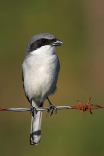 Loggerhead shrike (Lanius ludovicianus), Venice Landfill, Venice, Florida, USA, North America