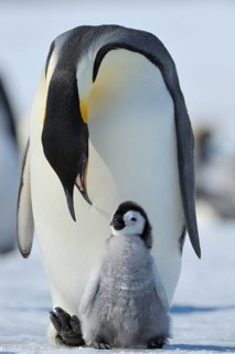 Emperor penguins, Aptenodytes forsteri, Adult Protecting her Chick on her Feet, Snow Hill Island,