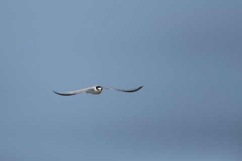 Little tern (Sternula albifrons) adult bird in flight against a blue sky, Suffolk, England, United