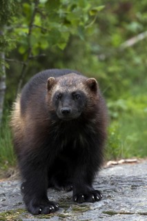 Wolverine, wolverine, (Gulo gulo), bear marten, Järv, Sweden, Sweden, Europe