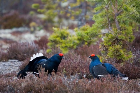 Black grouse, black grouse, courtship display, (Lyrurus tetrix), Sweden, pair, Hamra, Hamra,