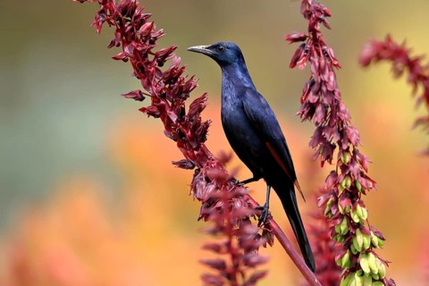 Red-winged starling (Onychognathus morio), adult, male, foraging, on honeybush (Melianthus major),