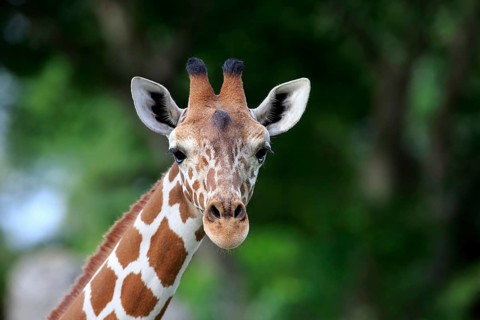 Reticulated giraffe (Giraffa camelopardalis reticulata), adult Portrait, Kenya, Africa