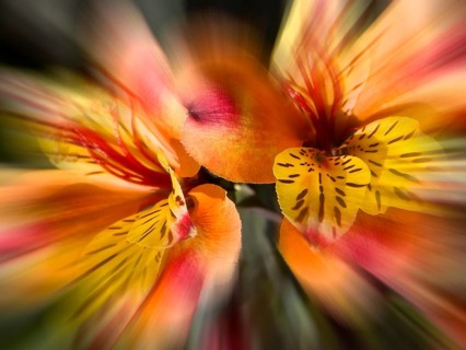 Peruvian lily, Peruvian lily (Alstroemeria aurea, zoom effect