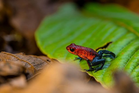 Strawberry poison-dart frog (Oophaga pumilio) sitting on a leaf, Heredia province, Costa Rica,