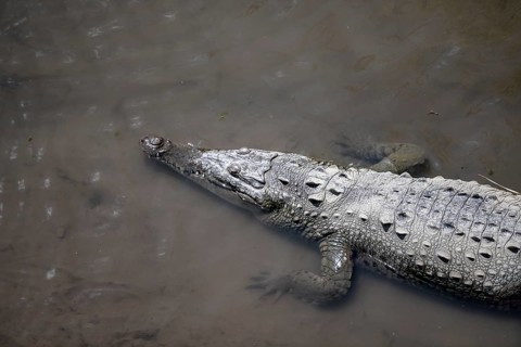 American crocodile (Crocodylus acutus) swimming in the water, from above, Rio Tarcoles, Carara