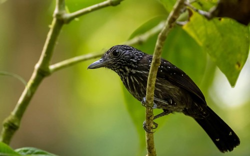 Black-hooded antshrike (Thamnophilus bridgesi) sitting on a branch, tropical rainforest, Corcovado