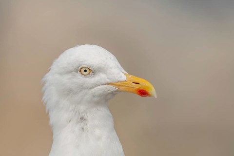 Portrait of a herring gull (Larus argentatus) in the cliffs of the Atlantic Ocean. Camaret, Crozon,