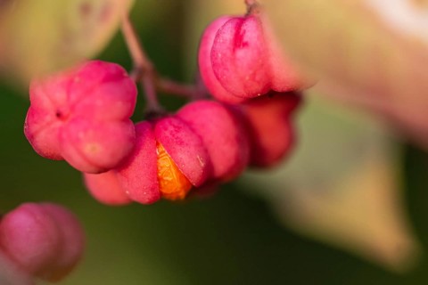 European spindle bush (Euonymus europaeus), Emsland, Lower Saxony, Germany, Europe