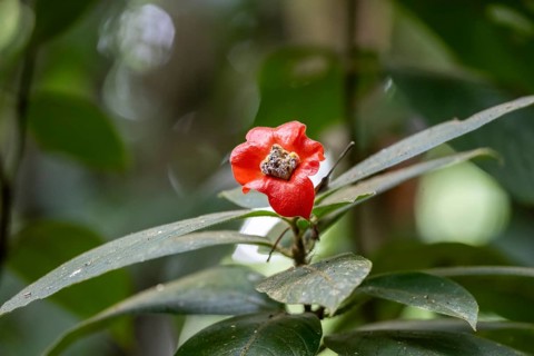 Kissing mouth plant (Palicourea elata), formerly (Psychotria elata), plant with red flower,