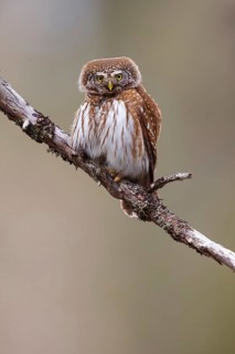Pygmy owl (Glaucidium passerinum), Luce, Mountain area, Luce, Styria, Slovenia, Europe