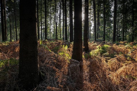 Bracken fern (Pteridium aquilinum) in spruce forest, Emsland, Lower Saxony, Germany, Europe