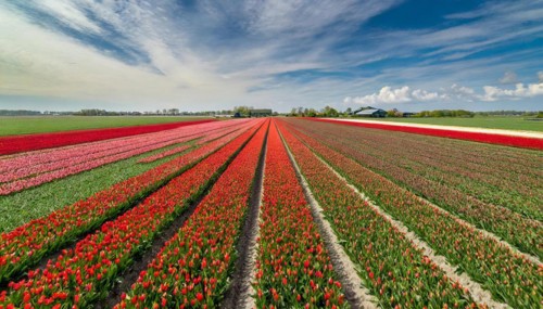 Agriculture, dense, intensely red blooming tulip field up to the horizon, aerial view, from above,