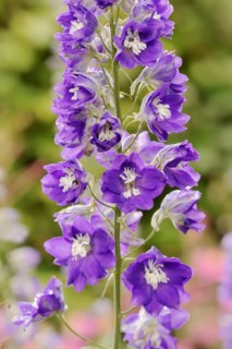 Delphinium elatum hybride, inflorescence, ornamental plant, North Rhine-Westphalia, Germany, Europe