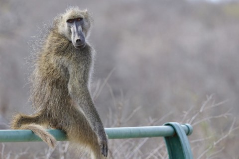 Chacma baboon (Papio ursinus), adult male, looking at camera, sitting on the guardrail of the