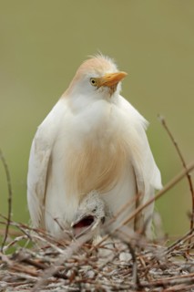 Cattle egret (Bubulcus ibis) with chicks in the nest, Camargue, France, Camargue, France, Europe