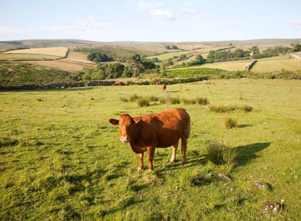 Extensive farming livestock grazing on moorland near Hexworthy, Dartmoor national park, Devon,