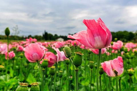 Field of opium poppy (Papaver somniferum) in the wind, cultivation of edible poppy, poppy field,