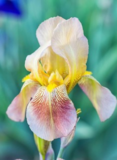 Colorful yellow and orange irises in a botanical garden