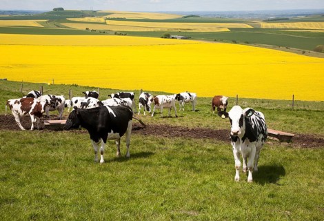 Young cattle standing high on chalk downland with oil seed rape crop in background, Tan Hill, All
