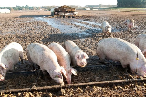 Free Range pig farming, Tunstall, Suffolk, England, UK