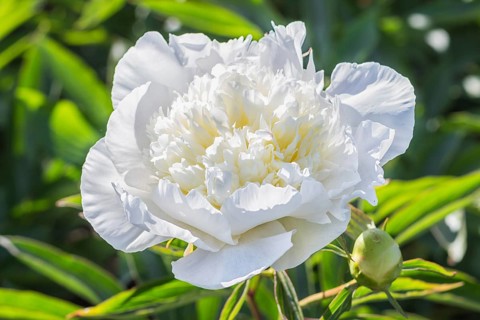 Pink peony flower in a botanical garden