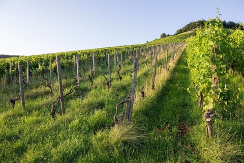 Vineyard at Korber Kopf is grubbed up due to uneconomical conditions, low yield, age, diseases,