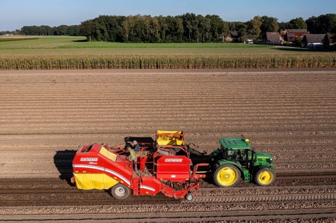 Potato harvesting, so-called split harvesting method, first the tubers are taken out of the ground