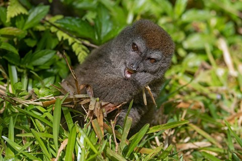 Eastern lesser bamboo lemur (Hapalemur griseus), gray gentle lemur, Andasibe-Mantadia National