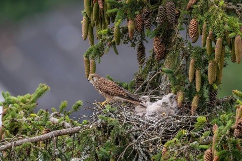 Common kestrel (Falco tinnunculus), female adult bird with young birds not yet ready to fly in the