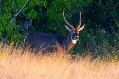 Africa, Botswana, elliptic waterbuck, Kobus ellipsiprymnus, Botswana, Botswana, Africa