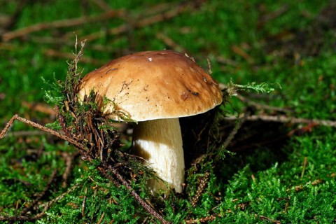 Porcini mushroom, mushrooms