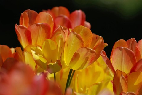 Tulip blossom, Mainau Island, Lake Constance, Mainau Island, Germany, Europe
