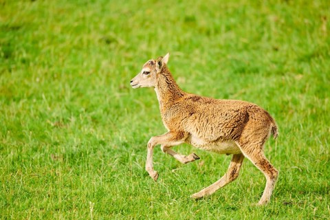 European mouflon (Ovis aries musimon) running standing on a meadow, tirol, Kitzbühel, Wildpark