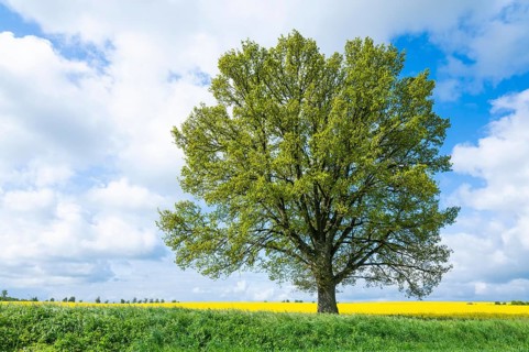 English oak (Quercus robur), solitary tree, in spring, blue sky and white clouds, Thuringia,