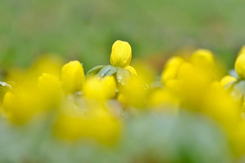 Winter aconites (Eranthis hyemalis), Germany, Europe