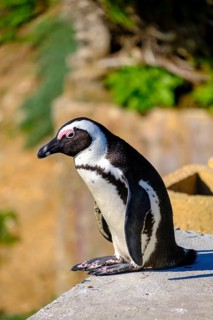 African penguin, Boulders Penguin Colony, Simons Town, Cape Town, Cape Island, South Africa, Africa