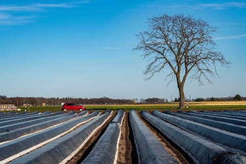 Agriculture on the Lower Rhine, early season, asparagus cultivation in spring, under plastic