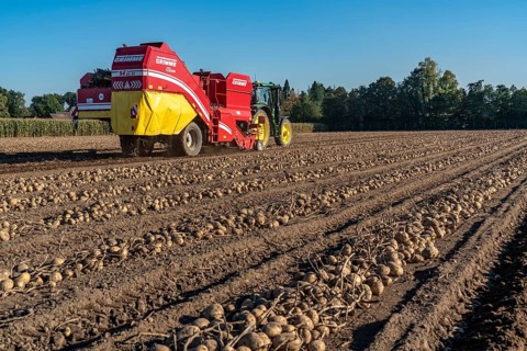 Potato harvesting, so-called split harvesting method, first the tubers are taken out of the ground,