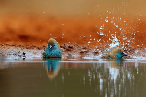 Angolan butterfly finch (Uraeginthus angolensis), blue-eared butterfly finch, adult, two birds, at
