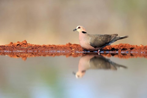Red-eyed dove (Streptopelia semitorquata), Red-eyed Dove adult, at the water, Kruger National Park,