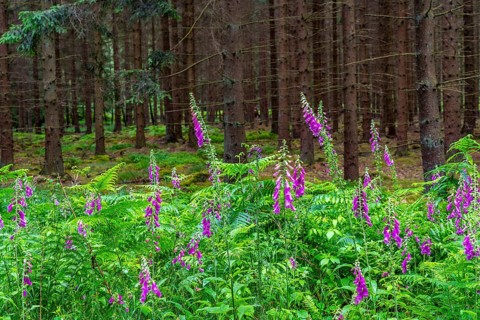 Struffelt nature reserve, forest near Roetgen-Rott, Common foxglove, Eifel, North Rhine-Westphalia,