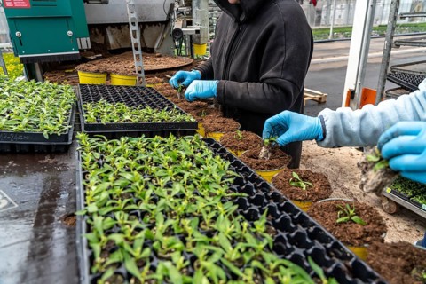 Horticultural business, greenhouse, young plants are potted, the potting soil is filled into the