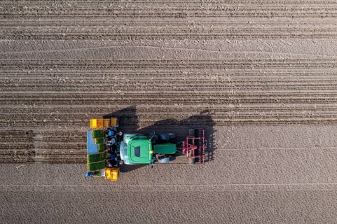 Vegetable cultivation, celery plants are planted in the field with a planting machine,
