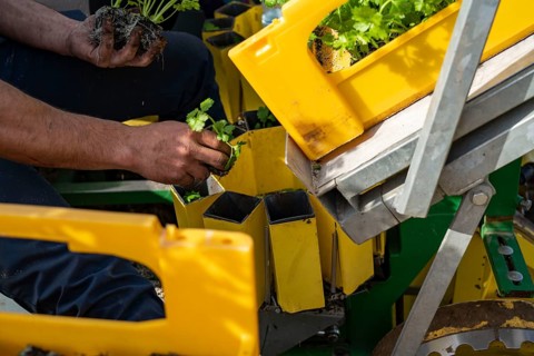 Vegetable cultivation, celery plants are planted in the field with a planting machine,