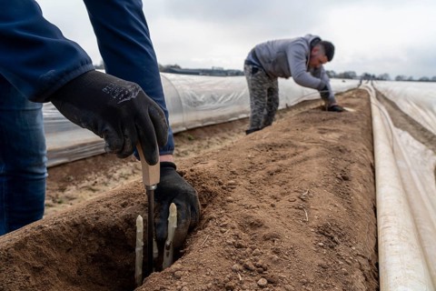 Asparagus harvest in the Rhineland, asparagus pickers at work in an asparagus field covered with