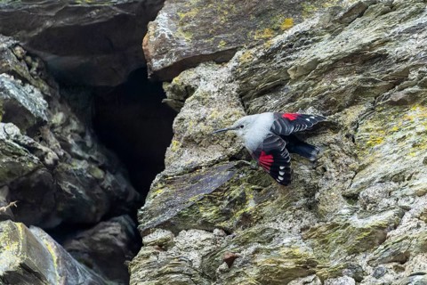 Wallcreeper (Tichodroma muraria) foraging on a wall, wildlife, Germany, Europe