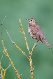 Song thrush (Turdus philomelos), Lower Saxony, Germany, Europe