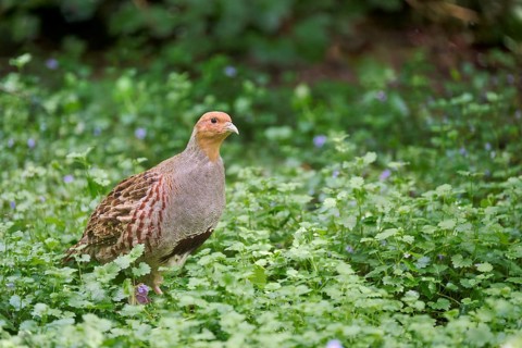 Gray partridge (Perdix perdix), Bavaria, Germany, Europe