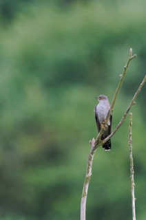 Common cuckoo (Cuculus canorus) male, Lower Saxony, Germany, Europe